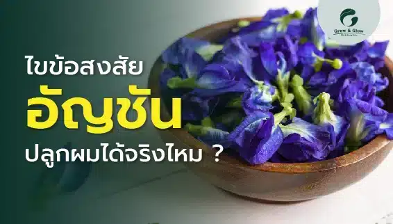 is-butterfly-pea-good-for-hair