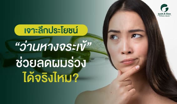 เผยสรรพคุณว่านหางจระเข้สด กับการฟื้นฟูผมร่วงแบบปลอดภัย